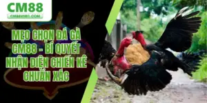 mẹo chọn gà đá